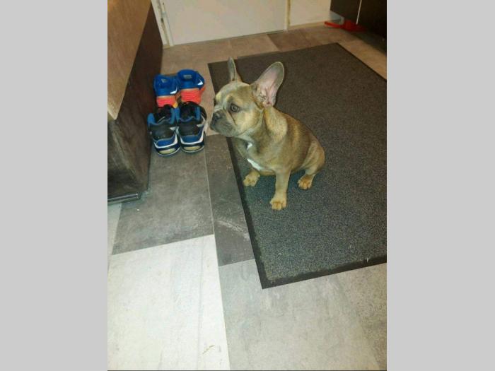 francuski buldog besplatni mali oglasi