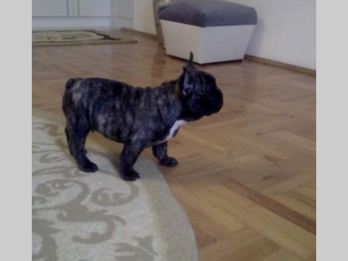 francuski buldog štenci besplatni mali oglasi