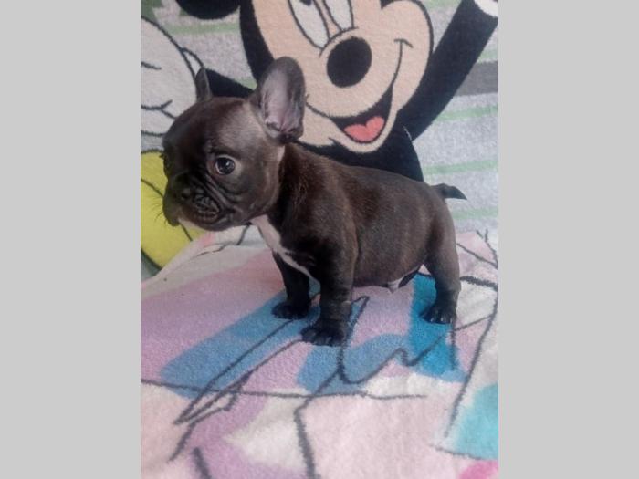 francuski buldog štenci besplatni mali oglasi