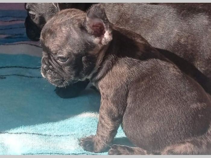 francuski buldog štenci besplatni mali oglasi