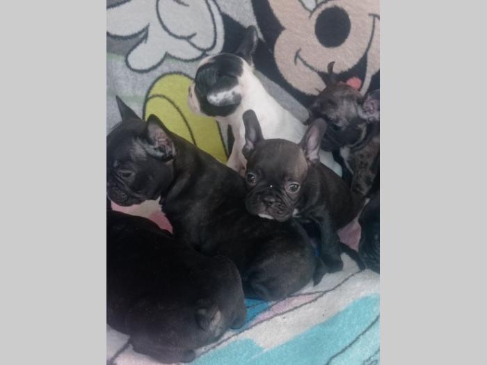 francuski buldog štenci besplatni mali oglasi