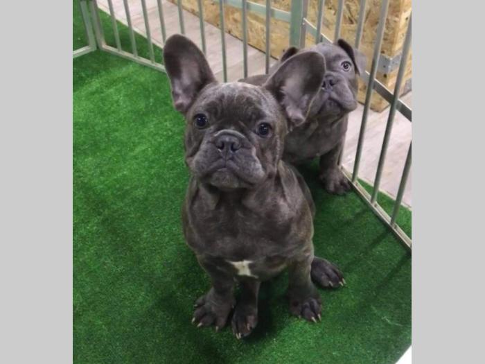 plavi buldog besplatni mali oglasi