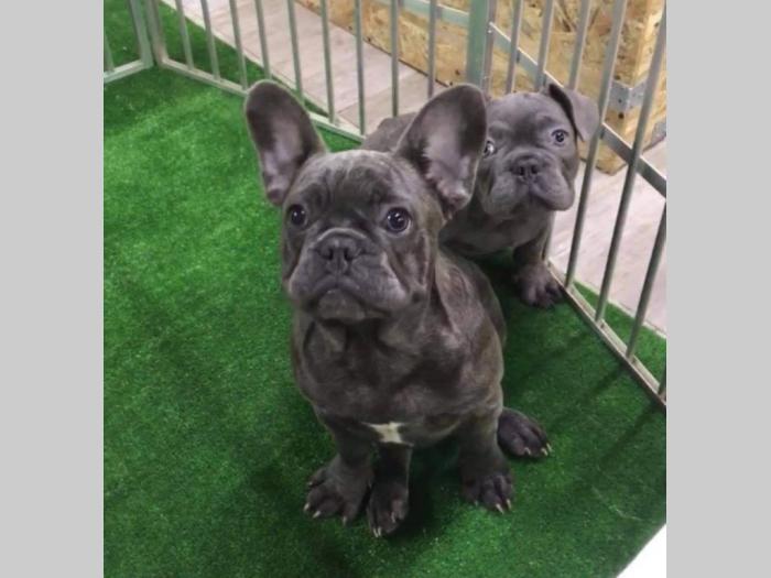 plavi buldog besplatni mali oglasi