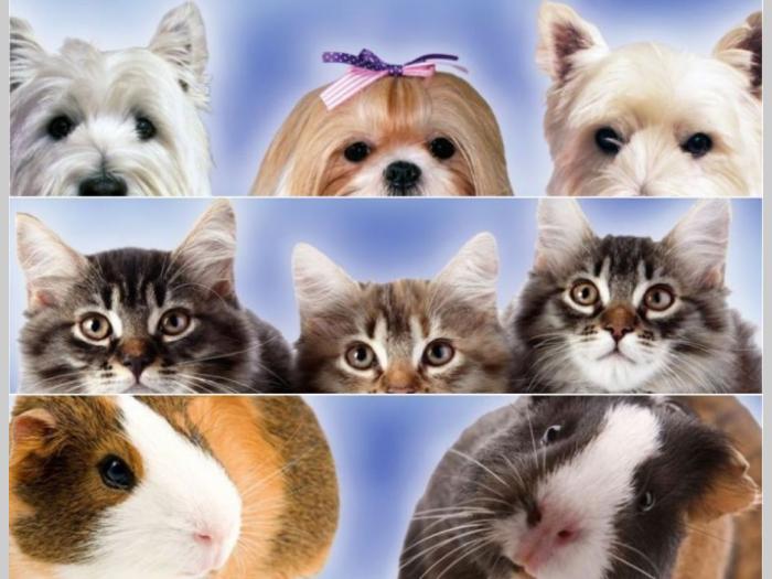 veterinarska stanica šabac besplatni mali oglasi