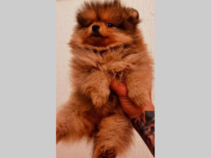 pomeranac boo štenci besplatni mali oglasi