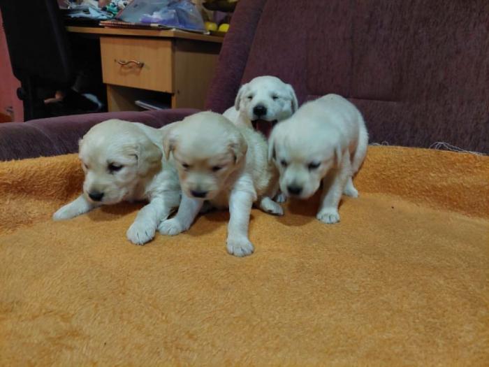 labrador štenci besplatni mali oglasi