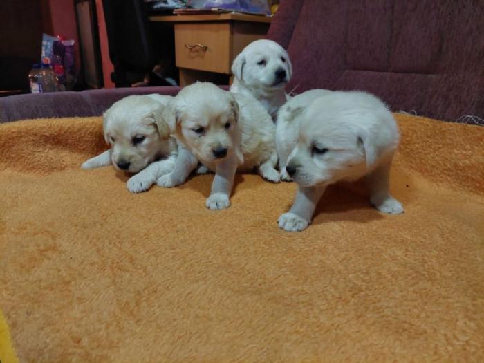 labrador štenci besplatni mali oglasi
