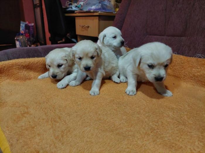 labrador štenci besplatni mali oglasi
