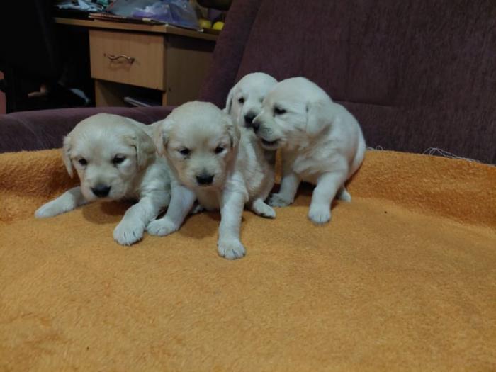 labrador štenci besplatni mali oglasi
