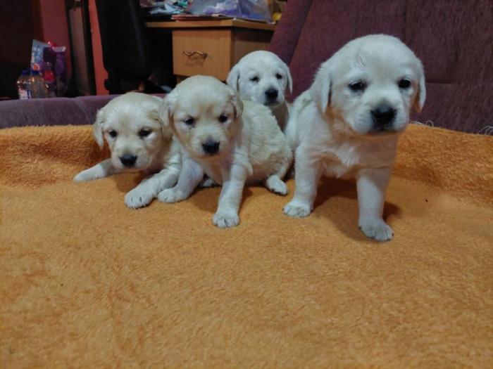 labrador štenci besplatni mali oglasi