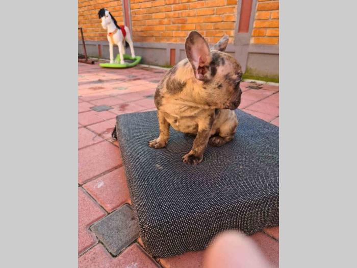 francuski buldog štenci besplatni mali oglasi