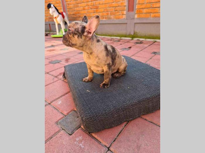 francuski buldog štenci besplatni mali oglasi