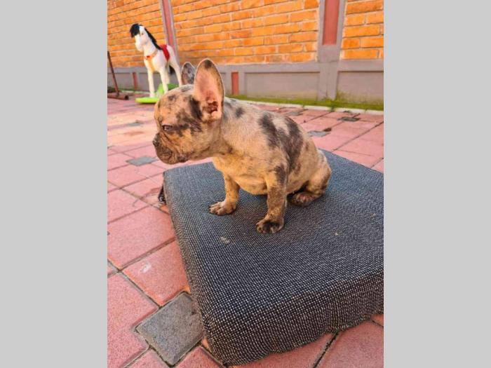 francuski buldog štenci besplatni mali oglasi