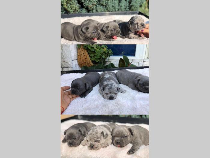 francuski buldog štene besplatni mali oglasi
