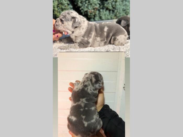 francuski buldog štene besplatni mali oglasi