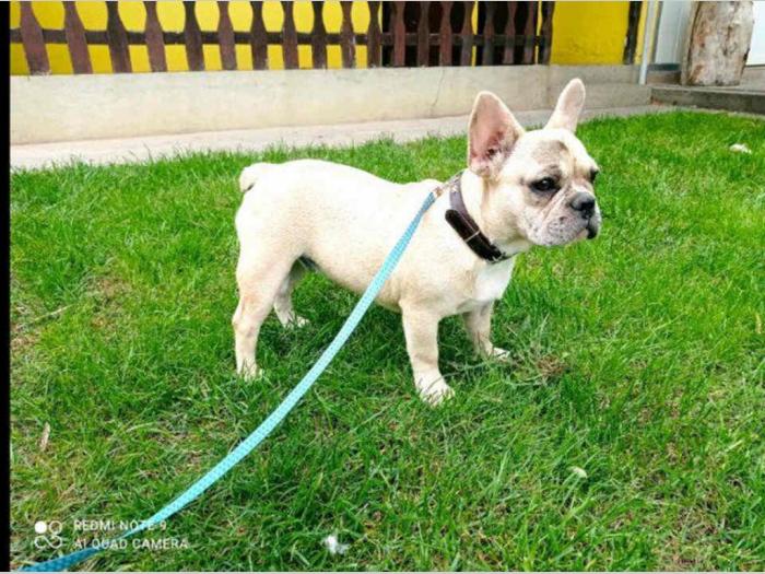 francuski buldog štenci od 8 nedelja besplatni mali oglasi