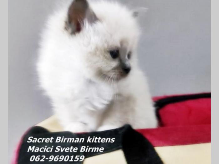 čistokrvni mačići sveta birma besplatni mali oglasi