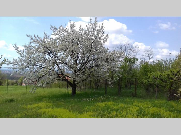 šabac, vladimirci (skupljen), kuća i plac (106m2, 14,03ari) besplatni mali oglasi