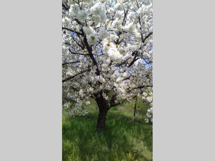 šabac, vladimirci (skupljen), kuća i plac (106m2, 14,03ari) besplatni mali oglasi