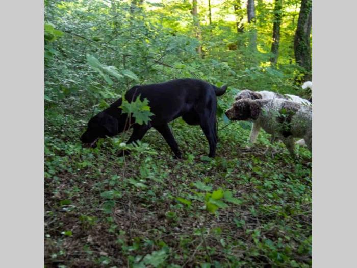 tartufari lagoto i labrador besplatni mali oglasi
