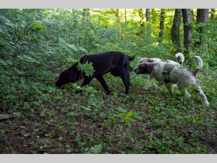 tartufari lagoto i labrador besplatni mali oglasi