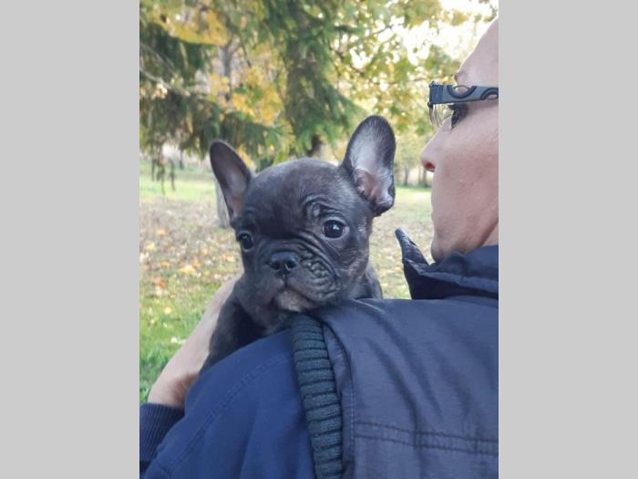 francuski buldog štenci besplatni mali oglasi
