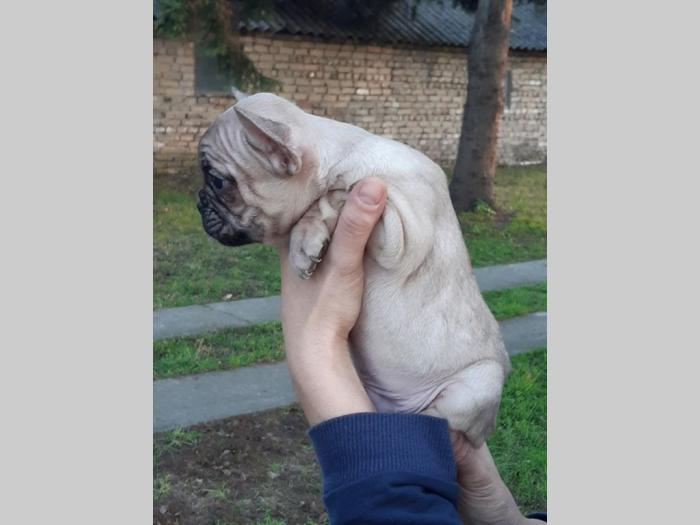 francuski buldog štenci besplatni mali oglasi