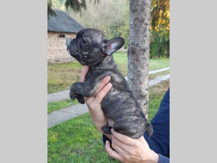 francuski buldog štenci besplatni mali oglasi