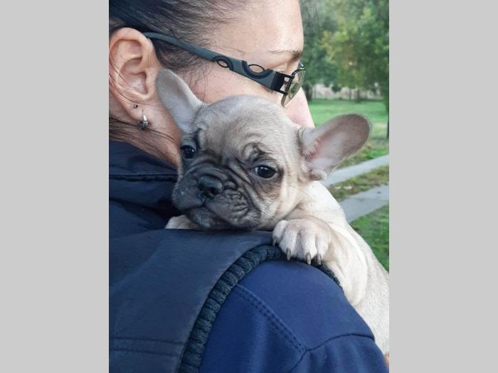 francuski buldog štenci besplatni mali oglasi