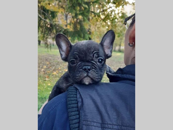 francuski buldog štenci besplatni mali oglasi