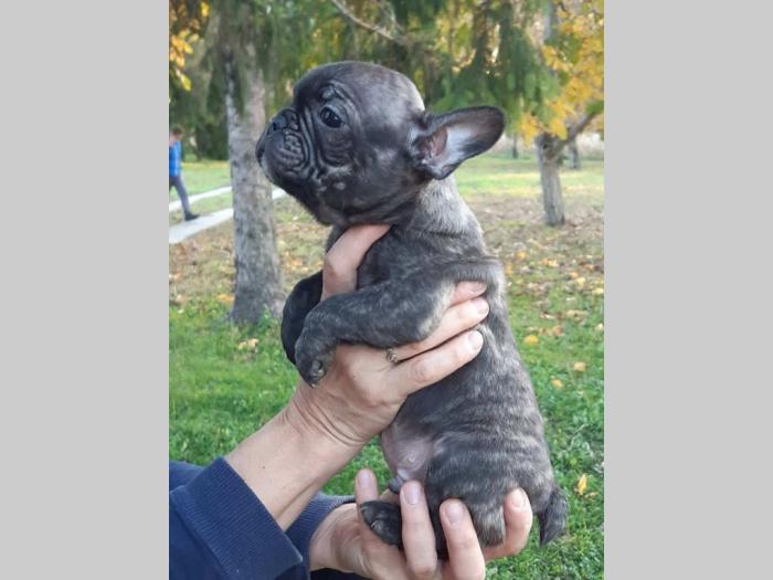 francuski buldog štenci besplatni mali oglasi