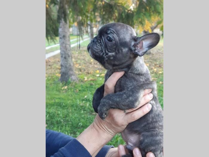 francuski buldog štenci besplatni mali oglasi