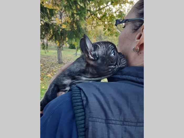 francuski buldog štenci besplatni mali oglasi