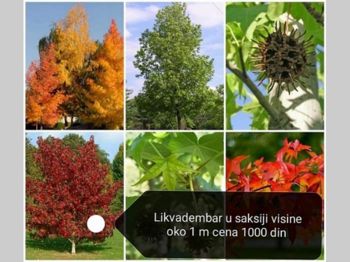 rasadnik savarika besplatni mali oglasi