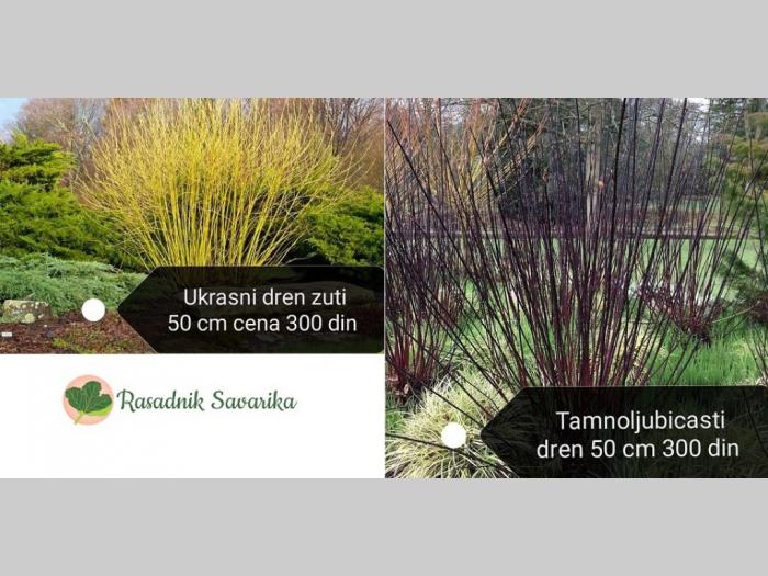 rasadnik savarika besplatni mali oglasi