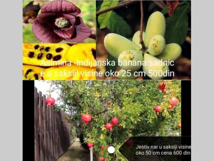 rasadnik savarika besplatni mali oglasi