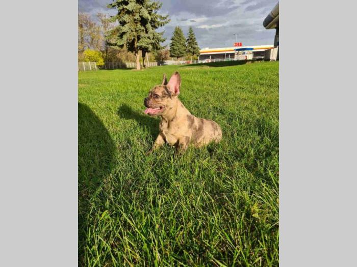 francuski buldog mužjak besplatni mali oglasi