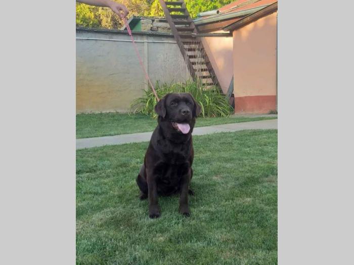 labrador retriver čokoladni štenci besplatni mali oglasi