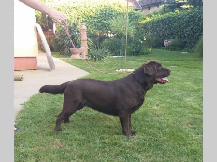 labrador retriver čokoladni štenci besplatni mali oglasi