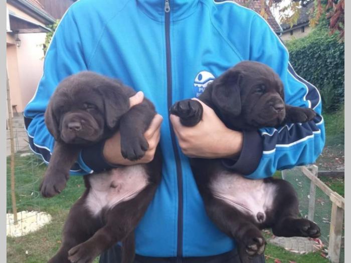 labrador retriver čokoladni štenci besplatni mali oglasi