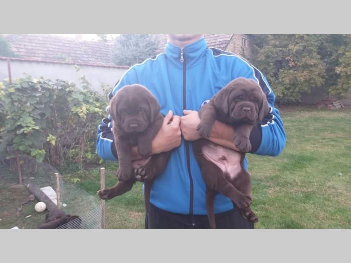 labrador retriver čokoladni štenci besplatni mali oglasi