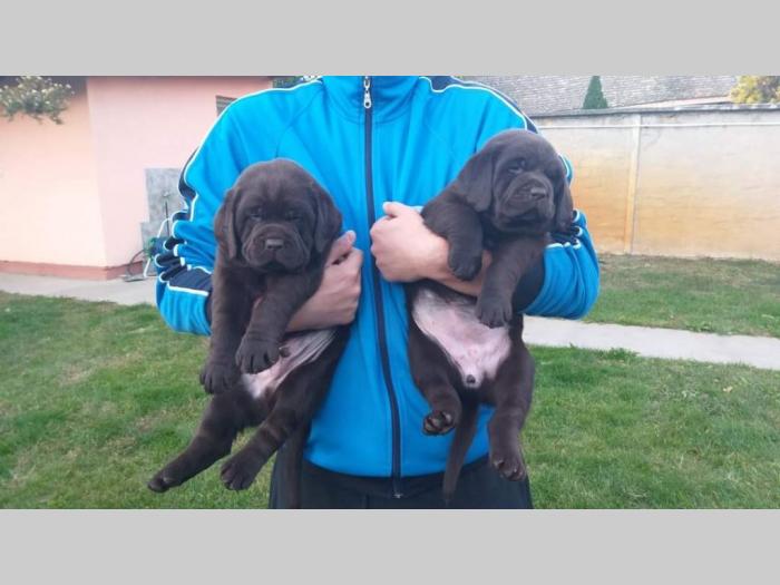 labrador retriver čokoladni štenci besplatni mali oglasi