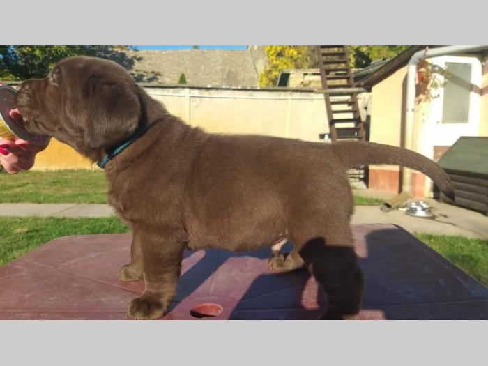 labrador retriver čokoladni štenci besplatni mali oglasi
