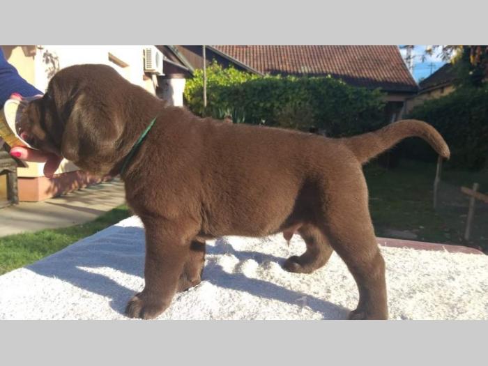labrador retriver čokoladni štenci besplatni mali oglasi