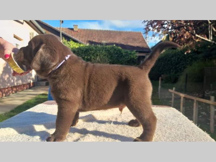labrador retriver čokoladni štenci besplatni mali oglasi