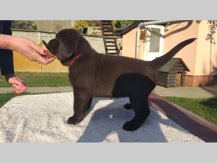 labrador retriver čokoladni štenci besplatni mali oglasi