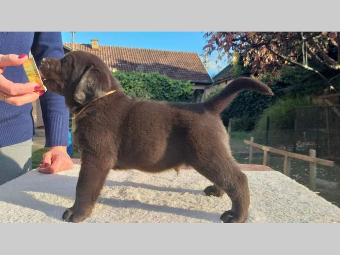 labrador retriver čokoladni štenci besplatni mali oglasi