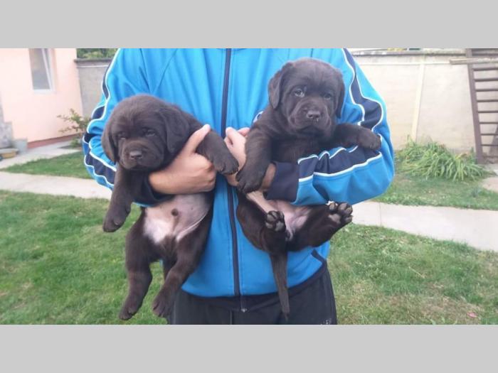 labrador retriver čokoladni štenci besplatni mali oglasi