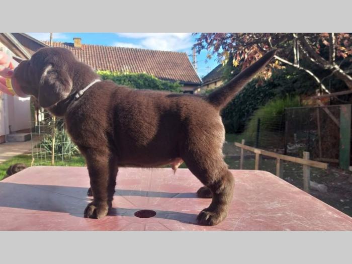labrador retriver čokoladni štenci besplatni mali oglasi
