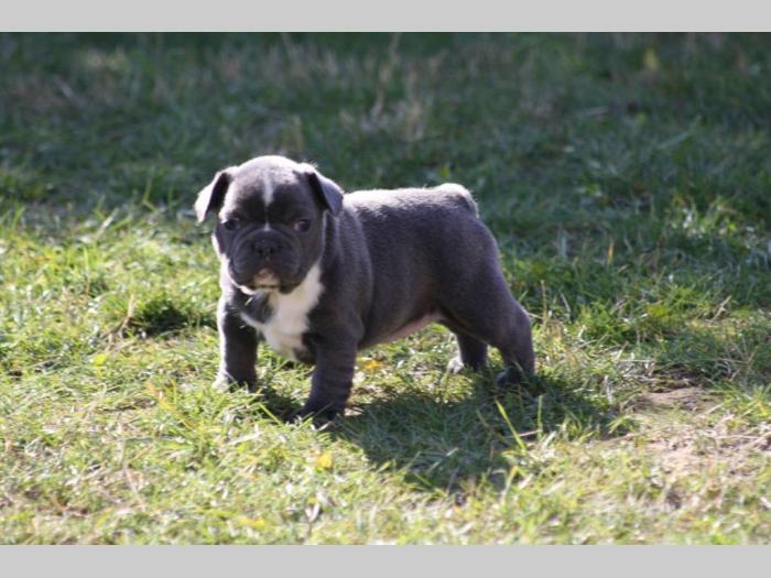 francuski buldog štenci besplatni mali oglasi